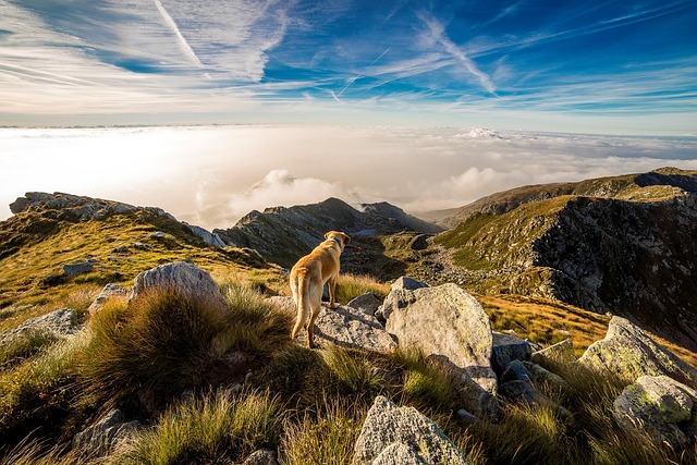 Pickles’ Pawsome Splash: A Dive into Dog-Friendly Villas in France with Private Pools