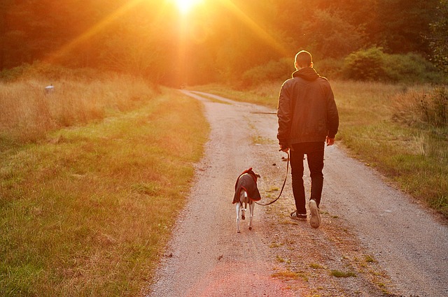 Dog-Friendly Holiday Cottages in France