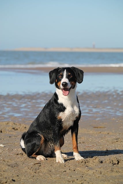 dog friendly cottages, dog friendly accommodation, dog friendly beaches,
france holiday cottages