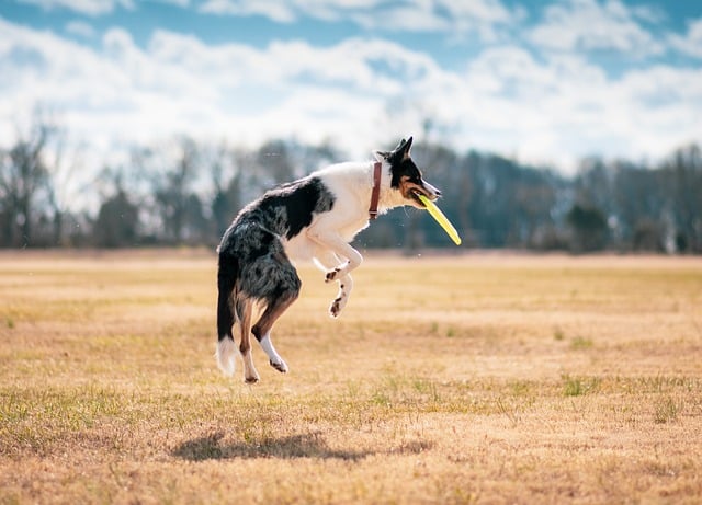 pet friendly accommodation
